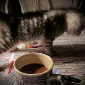 Утренний кофе с котёнком