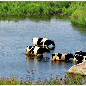 Коровы переходящие реку Нейву