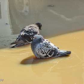Водоплавающие голуби