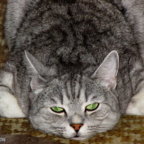 Котик-коток серенький лобок