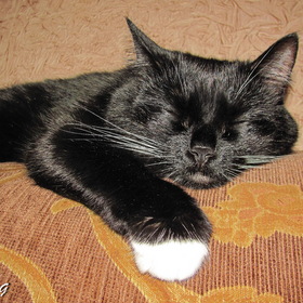 Чёрная кошка белые лапки