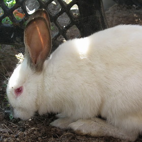 Белый кролик