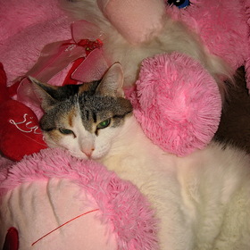 Мой розовый мишка