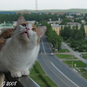Кот над городом