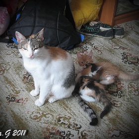 Котятки-ребятки с мамой кошкой